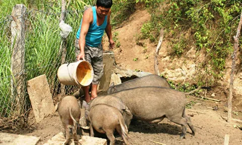 Huyện Đăk Glei - Kom Tum: Hướng thoát nghèo từ mô hình nuôi heo rừng
