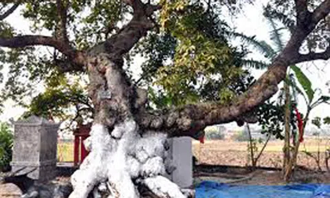 Sự thật cây trôm "thần" chữa bách bệnh