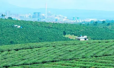 Bảo Lâm - Xứ sở chè