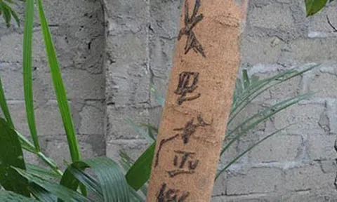 Cây nhãn xuất hiện ký tự lạ, cả vùng quê xôn xao