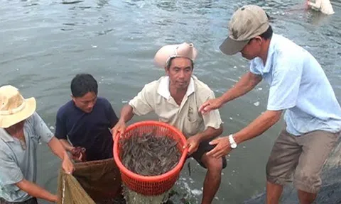 Cà Mau phấn đấu đạt 1,3 tỷ USD kim ngạch xuất khẩu thủy sản