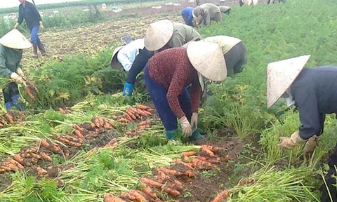 Điển hình trồng trọt