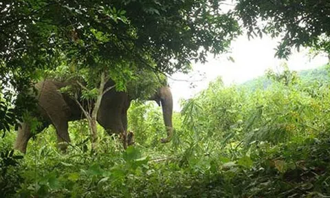 Voi rừng linh thiêng Bên sông mã (Bài cuối): Sự trở về trong "thù hận"