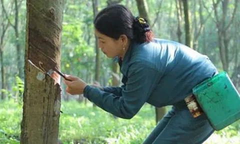  Sai phạm tập đoàn cao su: Phải quy rõ trách nhiệm... 