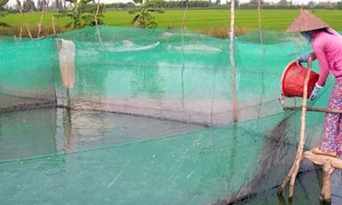 Cá lóc "sạch" bán chạy