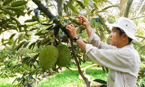 Nông dân huyện Cai Lậy: Góp sức xây dựng nông thôn mới