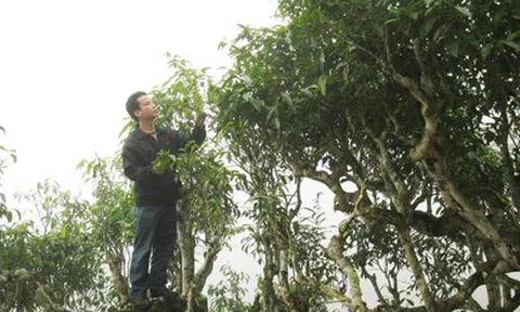 Khám phá chè “5c” Suối Giàng