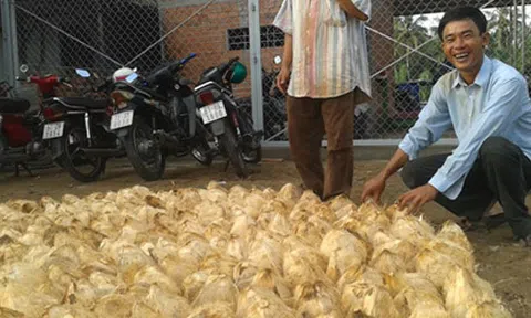 Lễ hội Dừa Bến Tre 2014 có quy mô cấp quốc gia