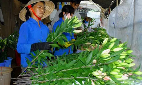 Cà Mau: Xuống giống gần 220 ha rau màu phục vụ Tết 