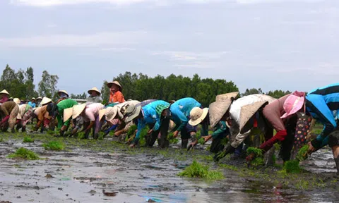 An Giang: Dịch vụ cấy mướn ở nông thôn