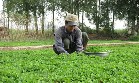 Thoát nghèo nhờ trồng rau má