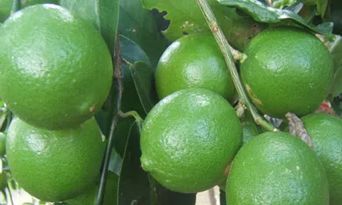 Thu nhập đều nhờ trồng chanh không hạt