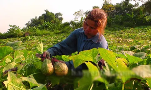 Hiệu quả từ cây bí đỏ đồng tiền