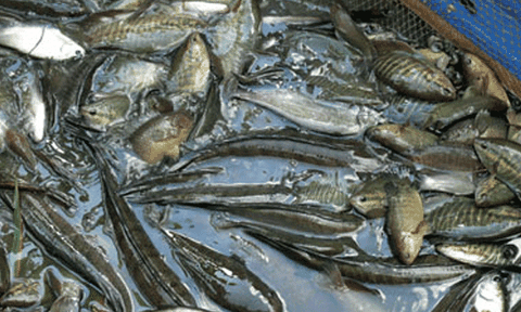 Sản lượng cá đồng tại Cà Mau giảm mạnh