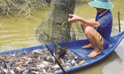 Niềm vui trên cánh đồng lúa - tôm càng xanh 