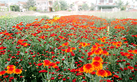 Hoa Hoành Bồ giúp nông dân làm giàu