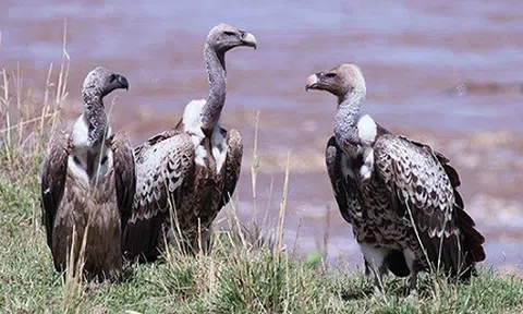 Hơn cả kền kền