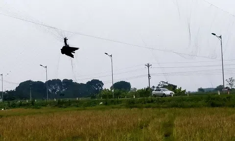 Vĩnh Phúc: Cần bảo vệ đàn chim trời khỏi cảnh "tận diệt"