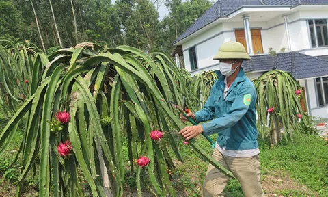 Vĩnh Phúc: Cựu chiến binh cho quả ngọt trên vùng đất cằn