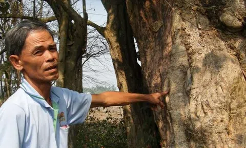 Những bức tượng lạ trong ngôi cổ tự và cặp đại thụ củ chi linh thiêng (Kỳ cuối)