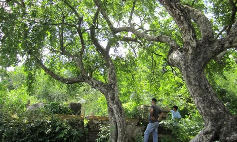 Giải mã khu mộ bị vua Gia Long trừng phạt ở Tiền Giang (Kỳ I)