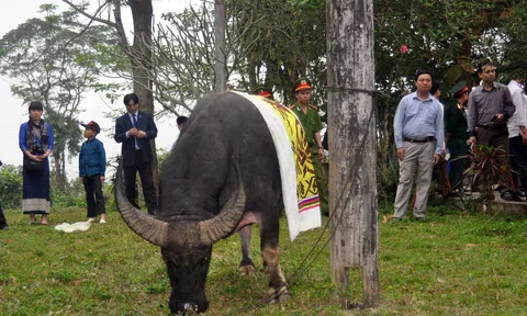 Người Thái ở Nghệ An hiến tế trâu trong đám tang