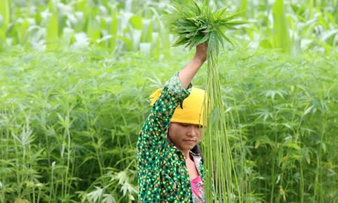 Sợi lanh trong đời sống người Mông