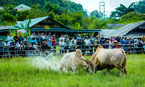 Hội chọi bò người Mông qua ống kính NSNA xứ Nghệ
