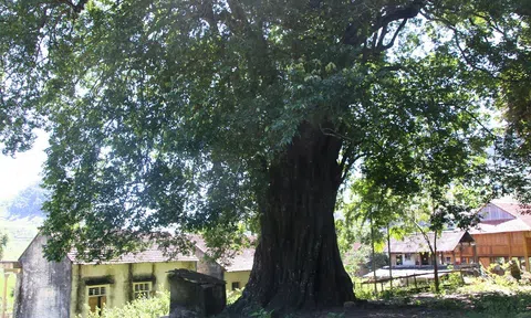 Ngắm cây thị trăm tuổi ở xứ “đá đỏ” Quỳ Châu, Nghệ An