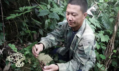 Kỹ sư người Mông đưa tam thất về ngọn núi cao nhất Nghệ An