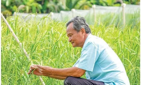 Kiên Giang: Tư Việt - Nhà khoa học của nhà nông thành công bảo tồn 40 giống lúa mùa quý hiếm, có giống gần như thất truyền