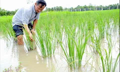 Kiên Giang: Tư Việt - Nhà khoa học của nhà nông thành công bảo tồn 40 giống lúa mùa quý hiếm, có giống gần như thất truyền