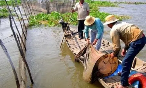 Cá linh, cá của hồn quê...