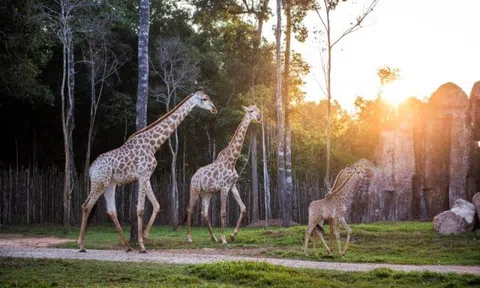 Khám phá cuộc sống hoang dã “thời giãn cách” bên trong công viên bảo tồn lớn bậc nhất châu Á