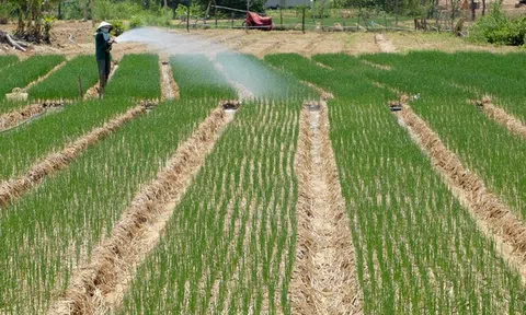 Bình Định: Đánh thức tiềm năng du lịch nông nghiệp, tạo sản phẩm mới