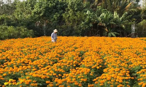 Bến Tre: Phát triển du lịch nông nghiệp gắn với xây dựng nông thôn mới