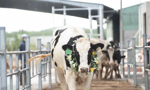 Nuôi bò sữa bằng thảo dược, Nutifood tạo đột phá mới