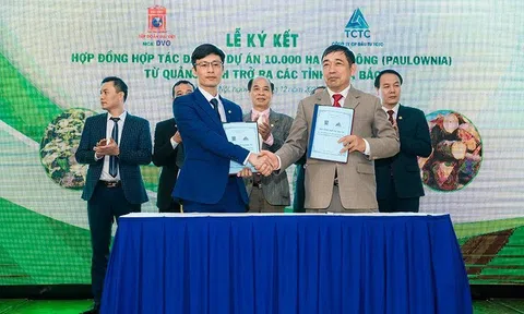Sơn Đại Việt (DVG) hợp tác đầu tư cùng TCTC phát triển dự án 10.000ha trồng cây hông