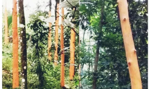 Nghệ An: 4 “con nghiện” vào rừng trộm quế của người dân sa lưới