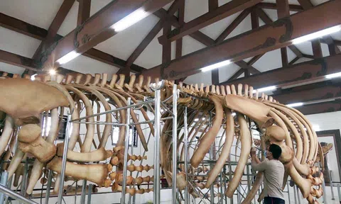 Huyện đảo Lý Sơn: Phục dựng hai bộ xương cá ông hơn 250 năm tuổi