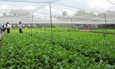 Xúc tiến thương mại tiêu thụ sản phẩm chủ lực ngành nông nghiệp và sản phẩm OCOP