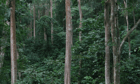 Kỳ thú "địa đàng xanh” ở Vườn Quốc gia Pù Mát