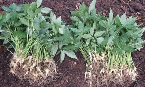 Sự thật về “Dự án vườn Sâm Ngọc Linh ảo” nhằm hút đầu tư?