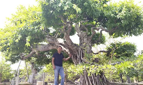 Cây sộp trăm tuổi ở Sa Đéc đạt kỷ lục Châu Á