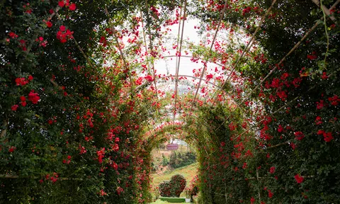 Mua vé cáp treo tặng buffet Tây Bắc, ngắm cả thiên đường hoa hồng Sa Pa, còn lý do gì để không tới Fansipan mùa này?