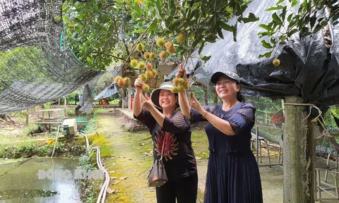 Bến Tre: Các điểm du lịch sinh thái rộn ràng đón khách tham quan
