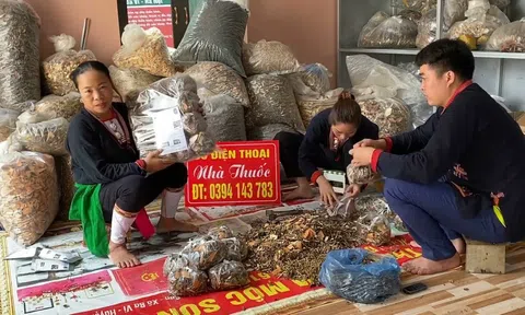 Lương y Dương Thị Hiến - Người giữ gìn nghề thuốc nam dân tộc Dao Ba Vì