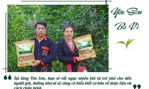 Hợp tác xã Thuốc nam họ Lý Ba Vì và hành trình “giữ lửa” nghề thuốc nam của người Dao