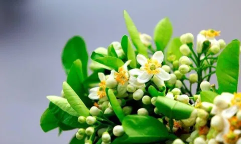 Truyện ngắn: MÙA HƯƠNG BƯỞI của tác giả Nguyễn Duy Hiếu