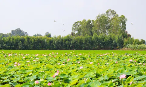 Về Đồng Sen Tháp Mười ngắm sen thưởng thức đặc sản miền Tây sông nước
